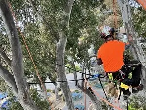 Tree cabling in Wantirna 