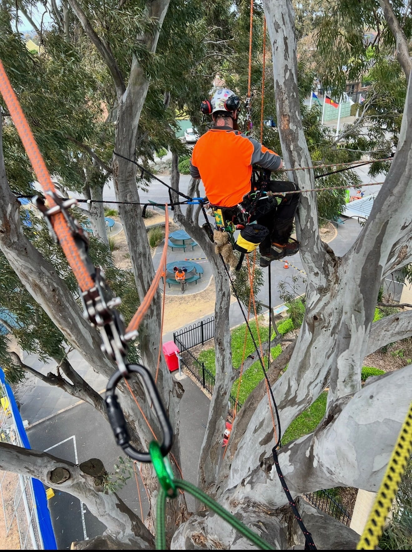 tree removal Ringwood