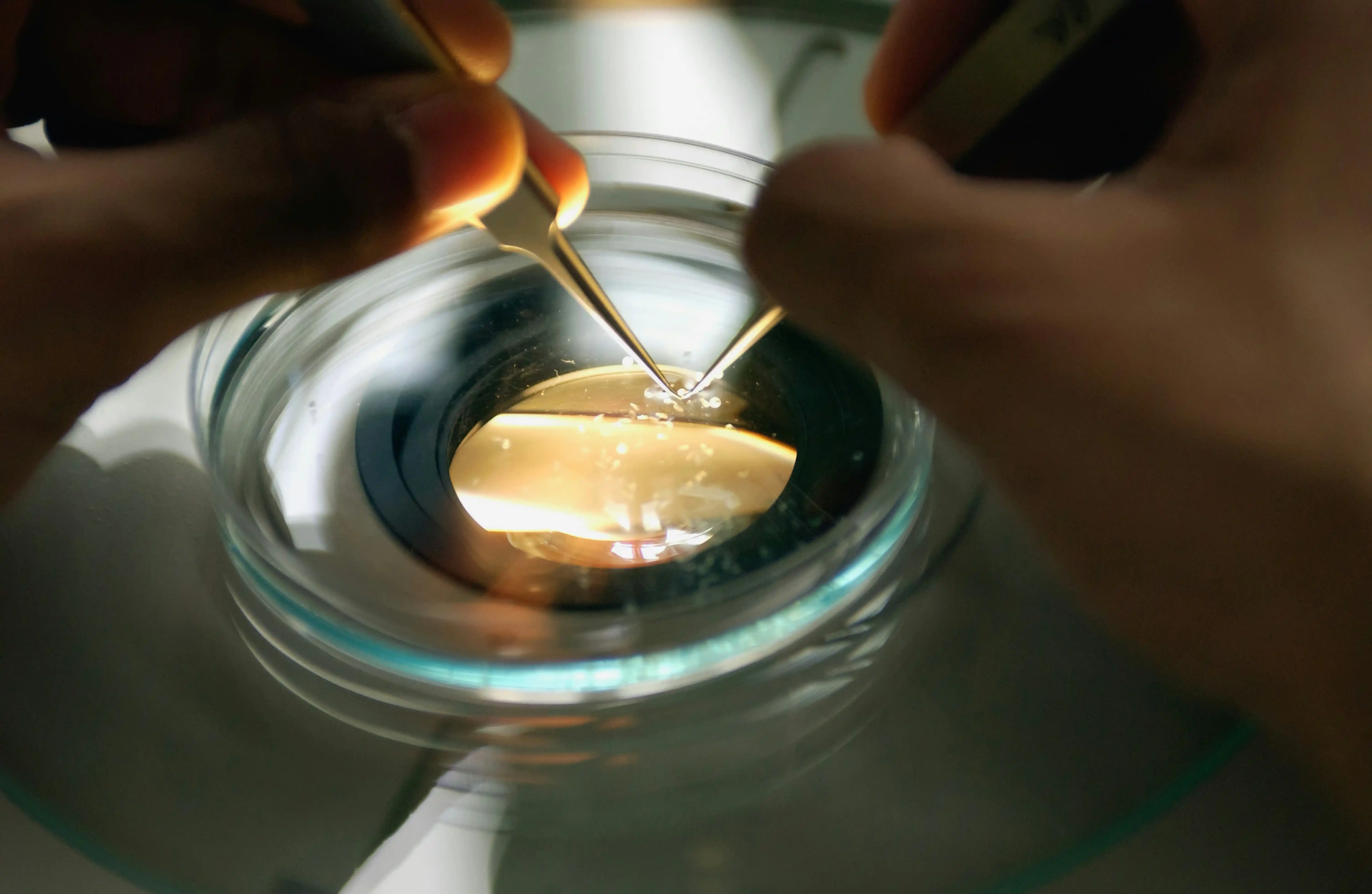 Congelación de embriones en el laboratorio de Avida Fertility
