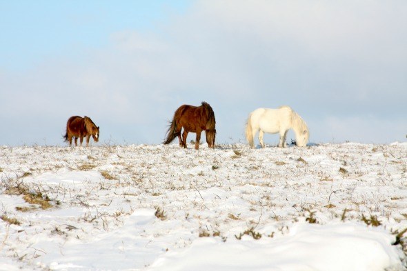 Dartmoor ponies