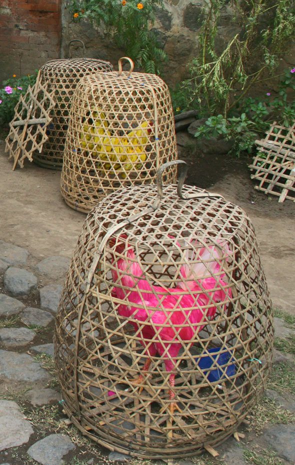 cockfighting roosters in Bali, in bamboo cages