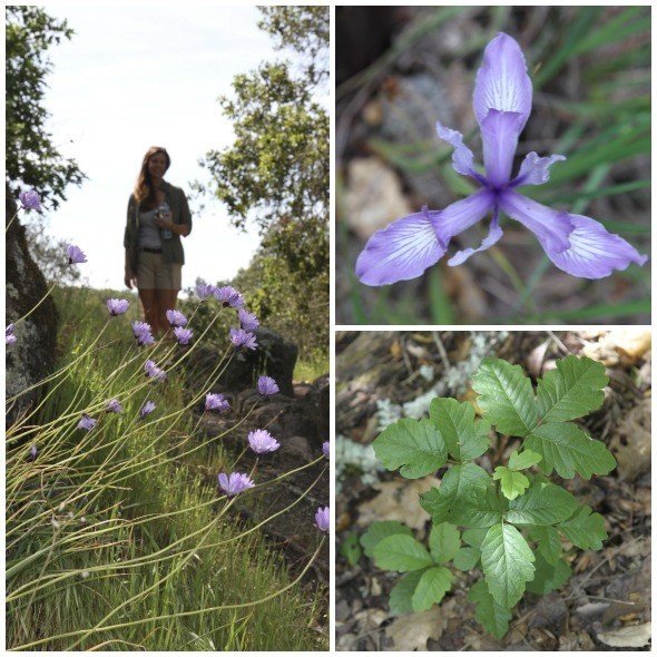 Flowers and Poison Oak at Bartholomew Park Winery 