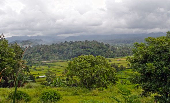 bali-rice-fields