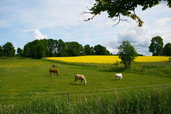 Swedish country side. Travel photo by @katjapresnal 