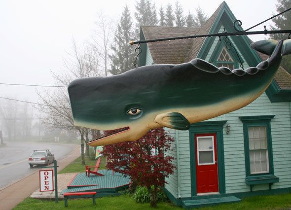 zack-nemo-store