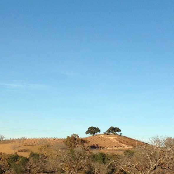 Adelaida Cellars View