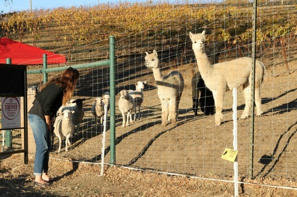 Adelaida Cellars Farm Animals