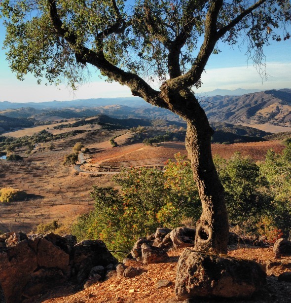 Adelaida Cellars View
