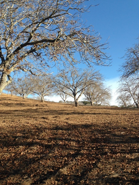 Adelaida Cellars Walnut Trees