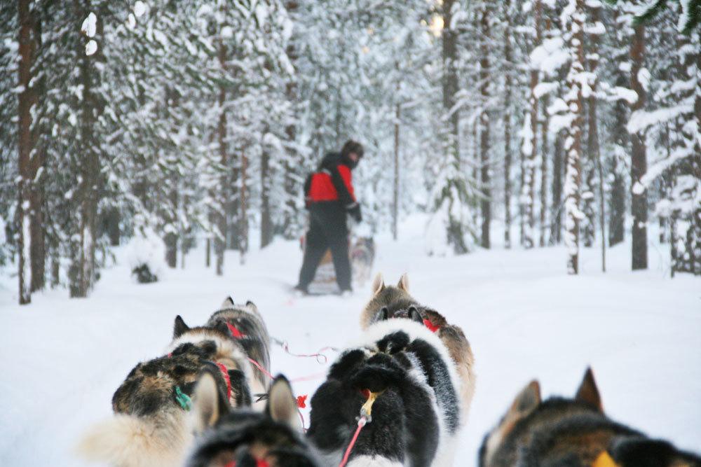 dog safari in Lapland