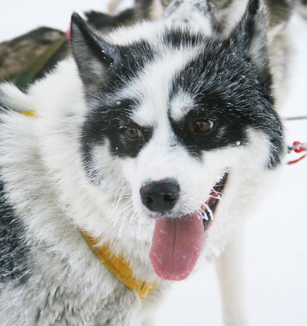Alaskan husky in Lapland