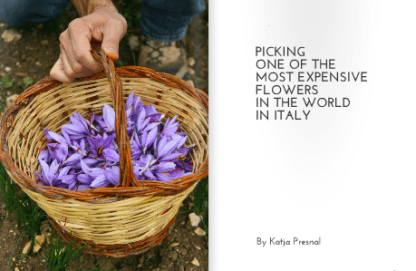 Saffron in Italy