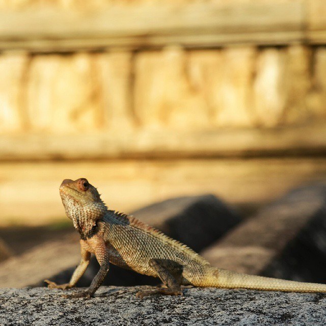 sri lanka lizard in temple