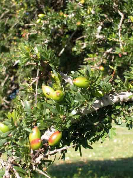 argan tree