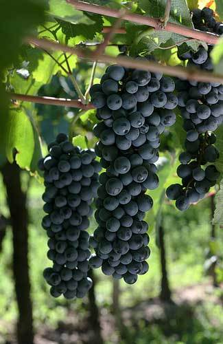 mendoza