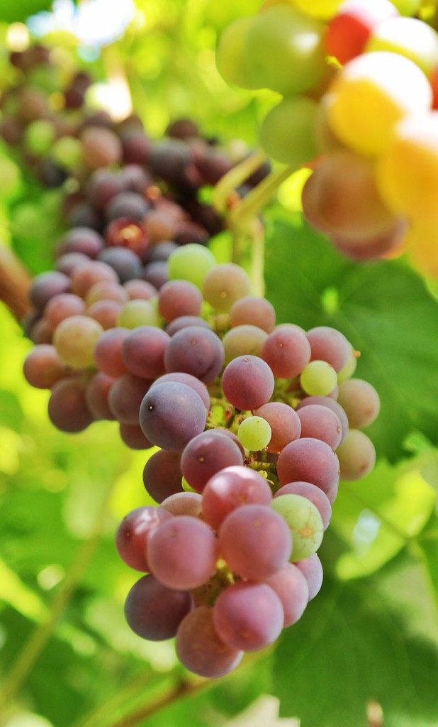 grapes inside a greenhouse | Photo: Katja Presnal @skimbaco