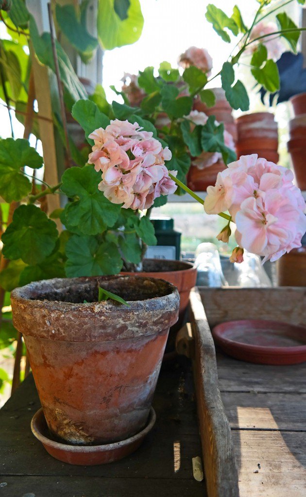 potted flowers | Photo: Katja Presnal @skimbaco