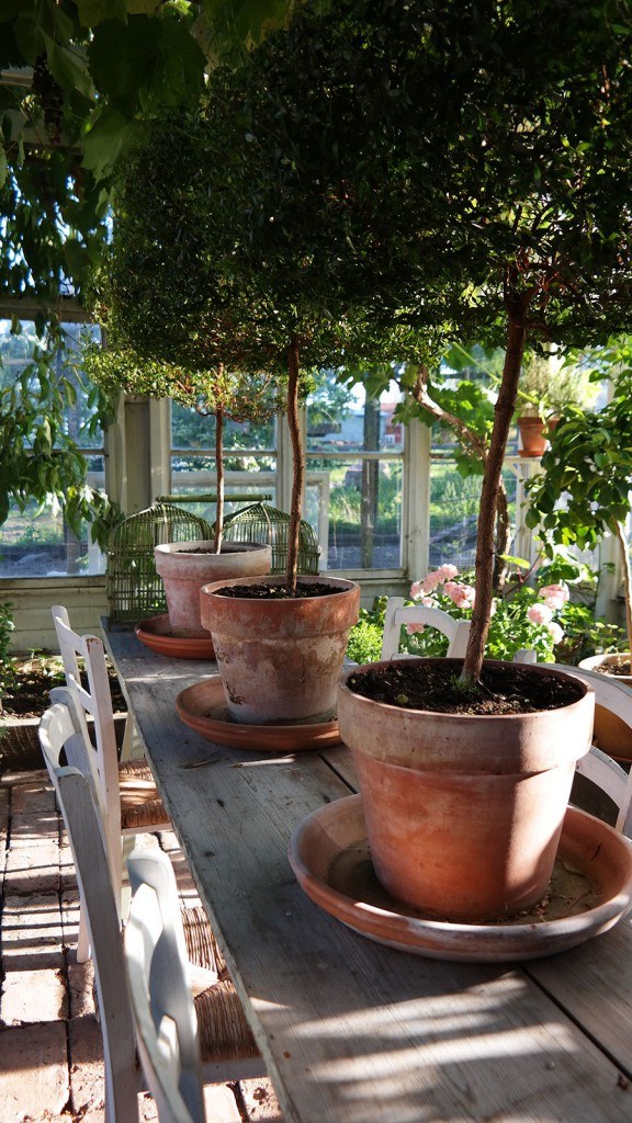 topiaries-in-greenhouse