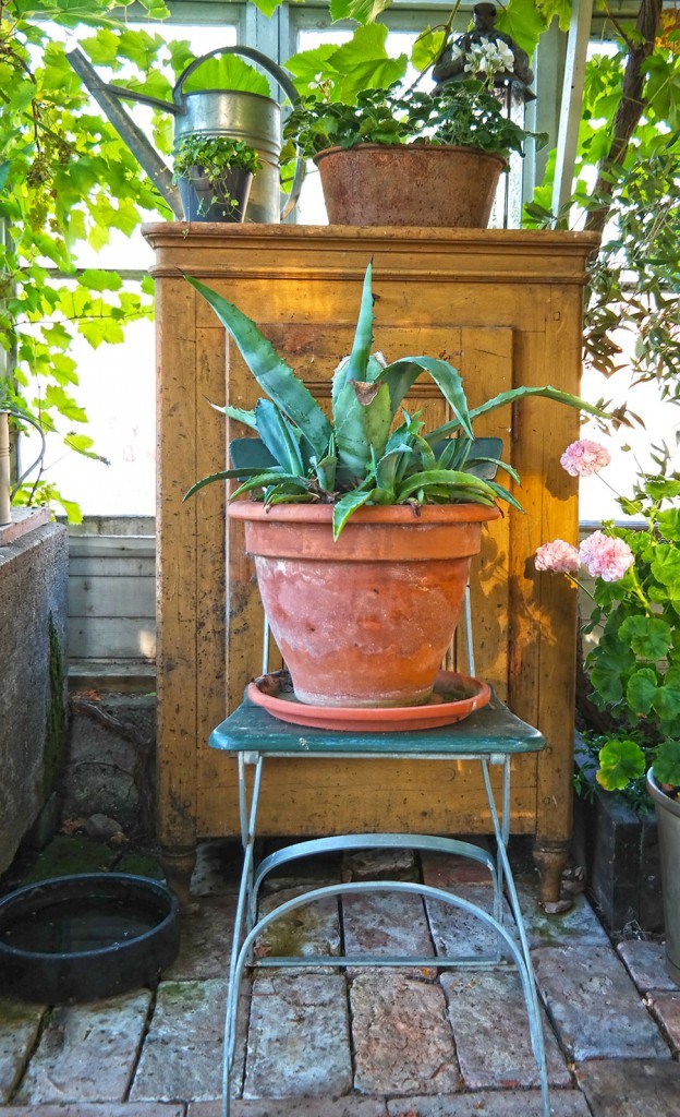 Garden greenhouse and potted succulents | Photo: Katja Presnal @skimbaco