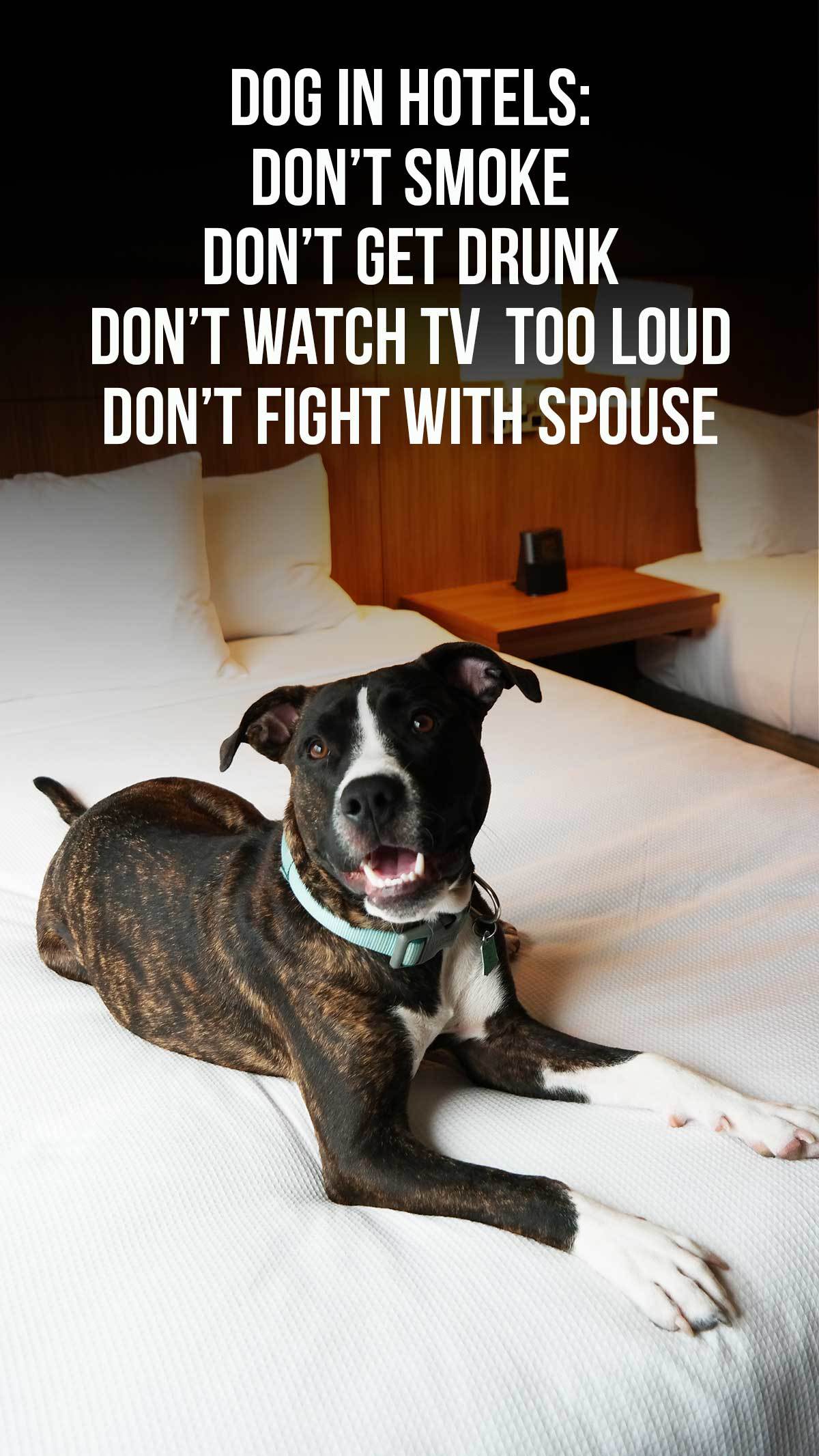 Dogs in hotels.... 