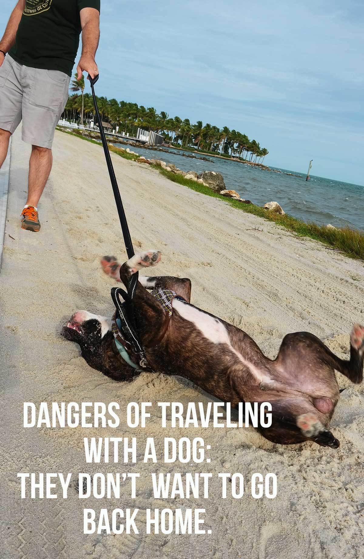 Does traveling with a dog work out? Dangers of traveling with a dog: they might not want to go back home!