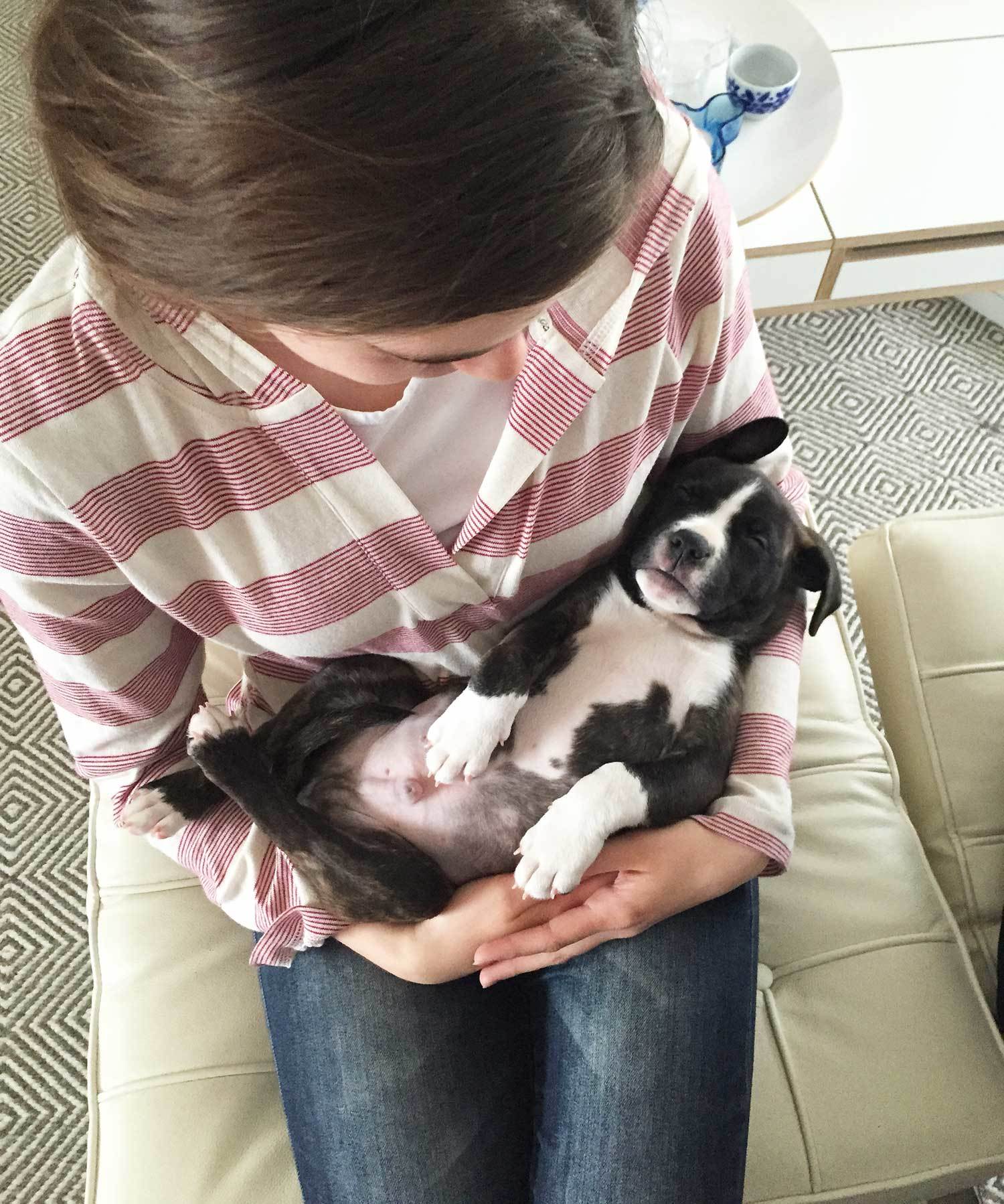 Pit bull mix puppy