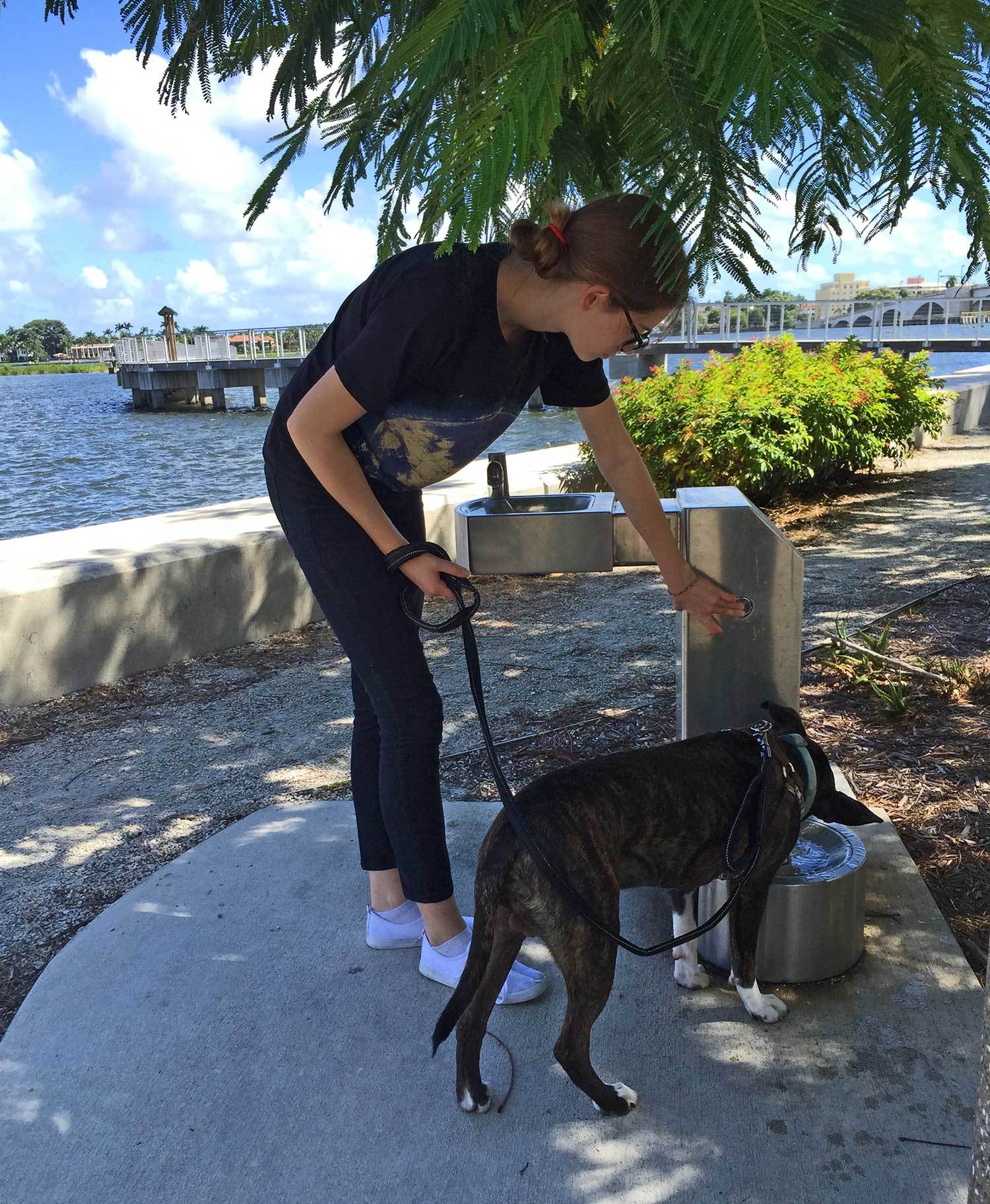 dog-drinking-from-water-fountain