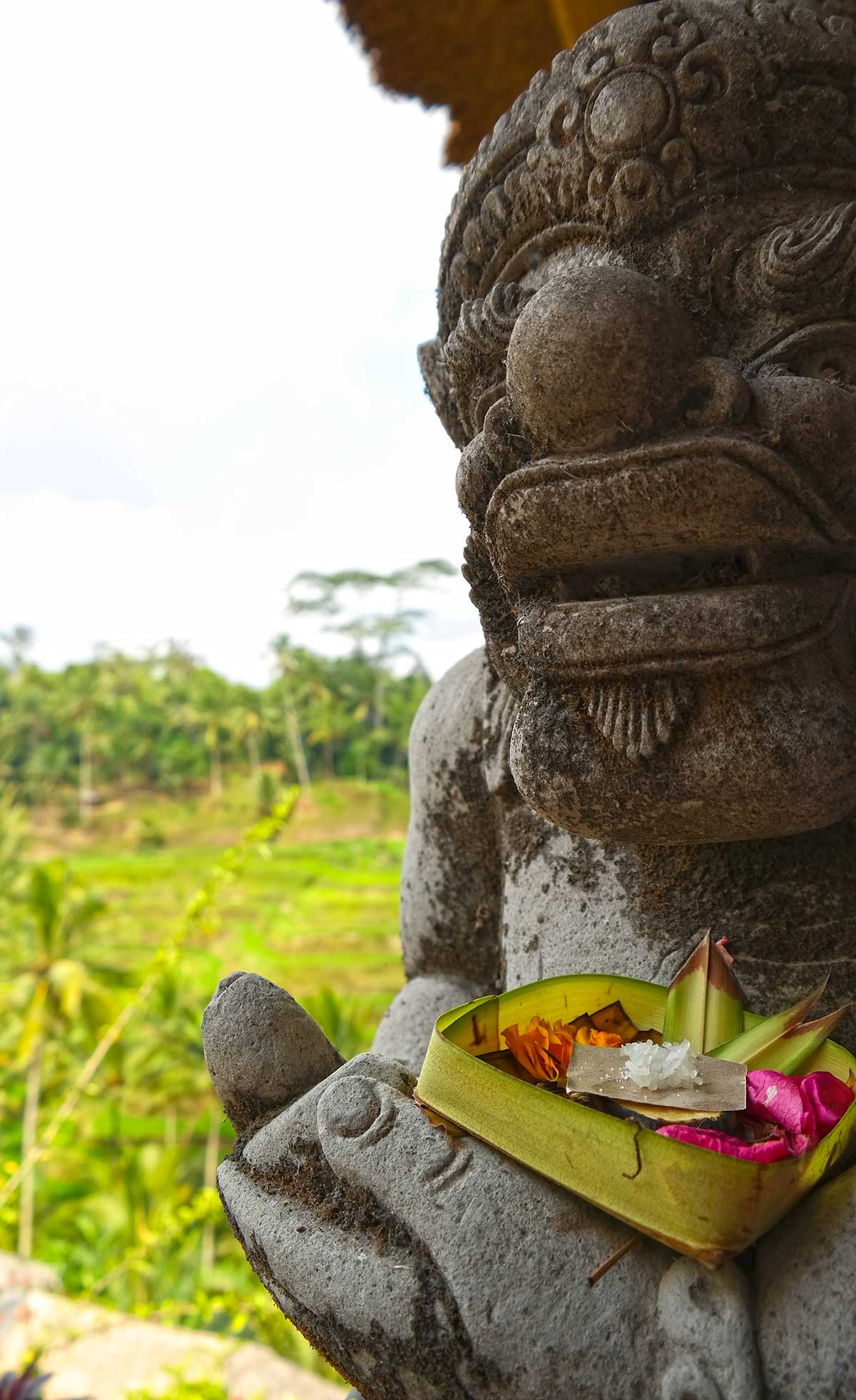Bali rice fields
