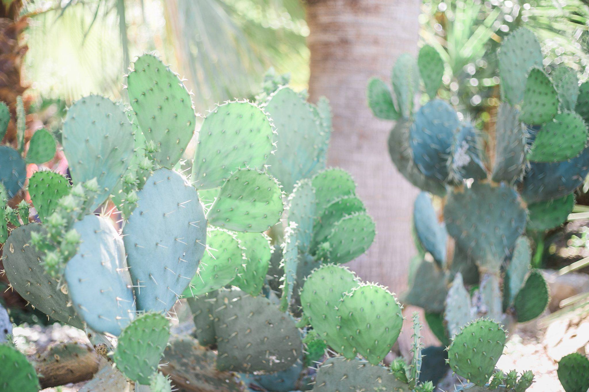 Cacti in Texas -- loving it in San Antonio