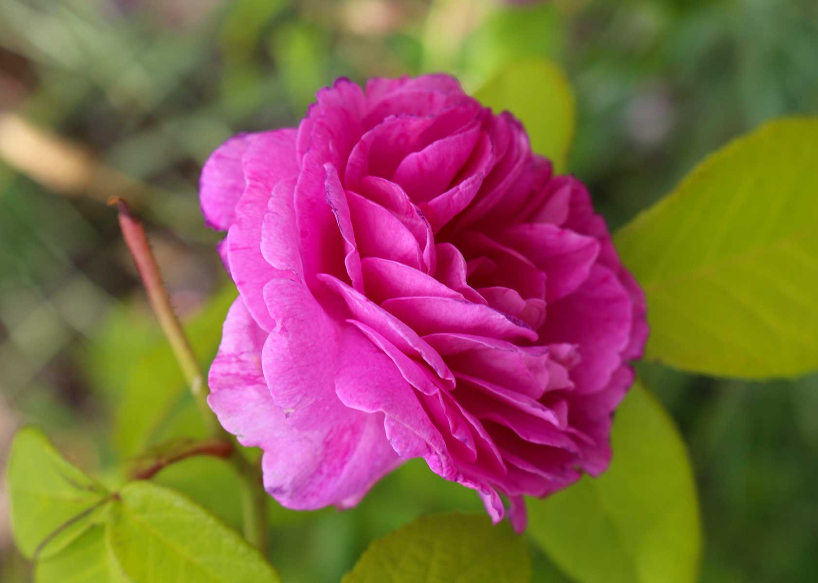 pink-rose