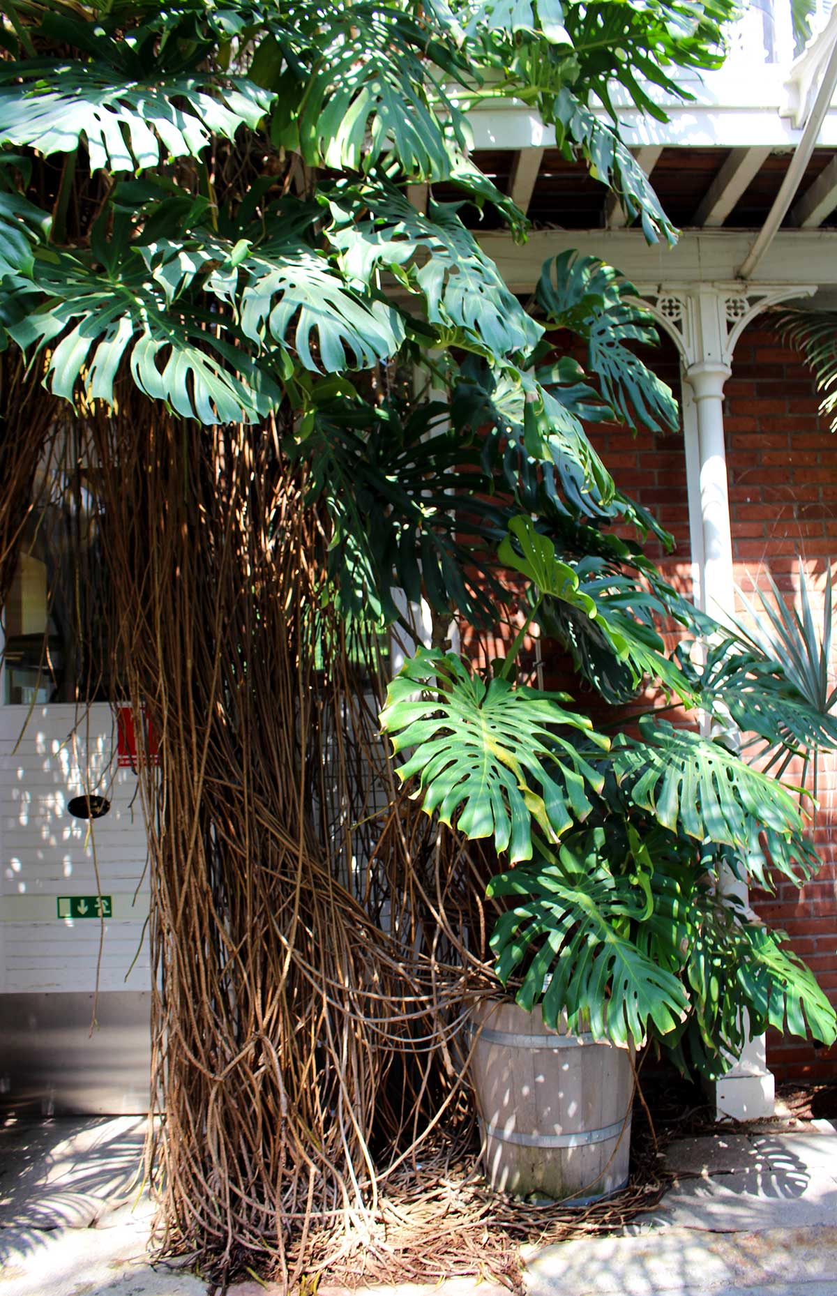 Palmhouse Garden Society, Gothenburg