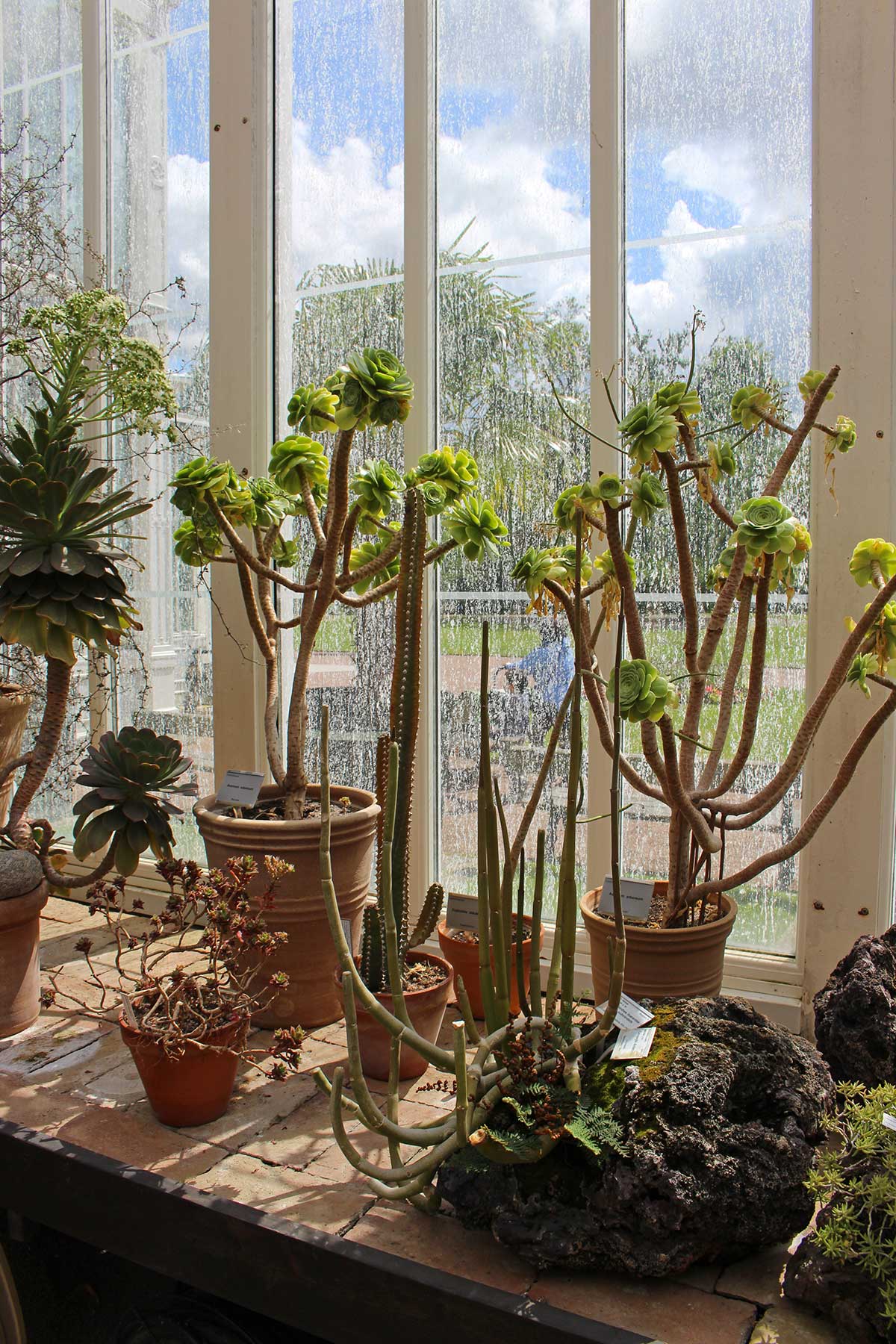 Succulents in Palmhouse, Gothenburg, Sweden