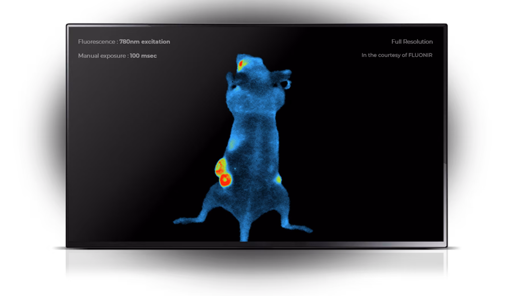 Fluorescence image of a mouse showing bright red and yellow areas indicating high activity in specific body regions.