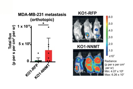 Bioluminescence imaging and total flux quantification of breast cancer metastases in mice injected with NNMT-knockout MDA-MB-231 cells (KO1-RFP) versus knockout cells with NNMT reintroduced (KO1-NNMT)