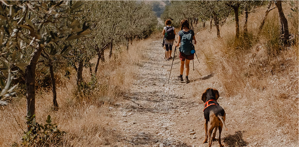 Il sentiero degli animali - Angelo Vaira