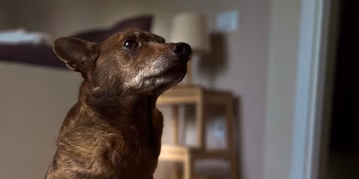 Copertina articolo: Lo sguardo del cane su di noi
