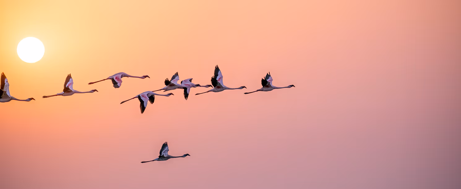 Fenicotteri che volano