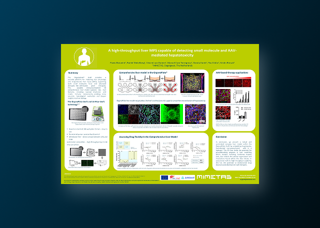 High-Throughput Liver Model for Predictive Toxicity Screening and AAV Safety Evaluation