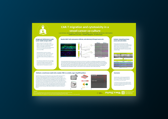 CAR-T Migration & Cytotoxicity in a Vessel-Cancer Co-Culture