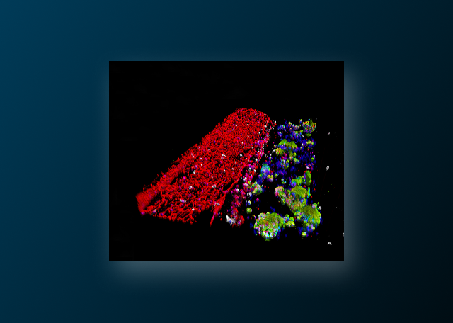 2D Versus 3D Cell Cultures: Advantages and Disadvantages