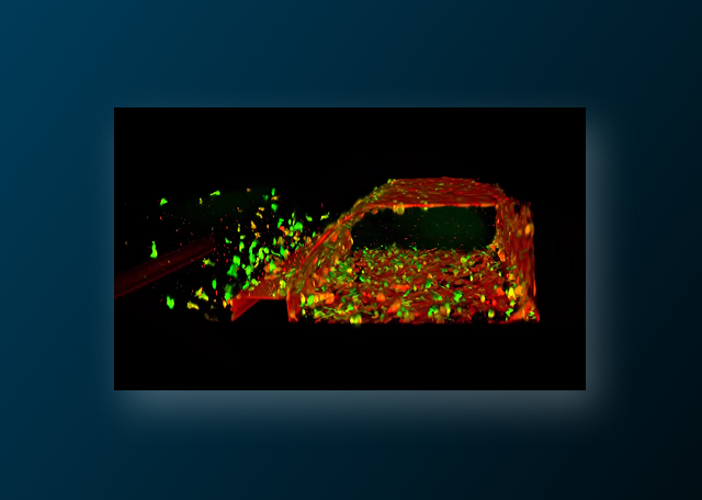 3D Cell Culture vs. Traditional 2D Cell Culture Explained