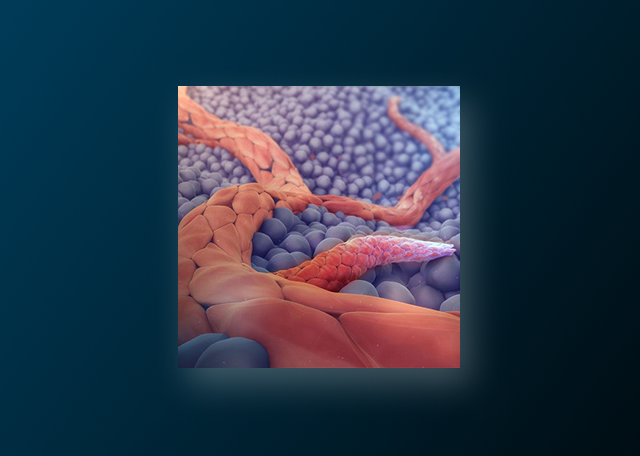 Can You Really Model Angiogenesis In Vitro?