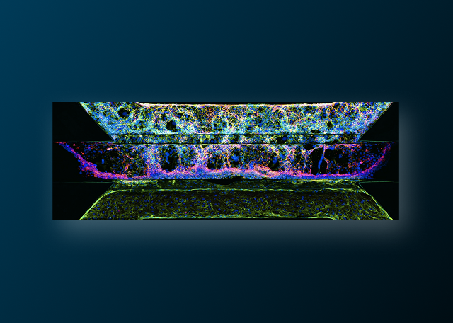 Extracellular Matrix & 3D Tissue Models