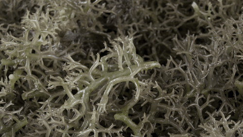 Eurogum solgt til Bang & Bonsomer