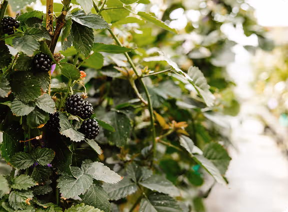 Berries in a tree