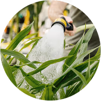 	•	Close-up of leafy plants being watered with a hose