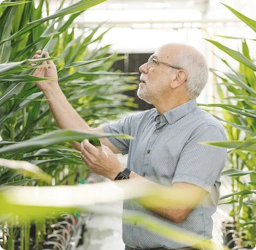 Scientist examining tall corn plants in a controlled greenhouse environment for agricultural research