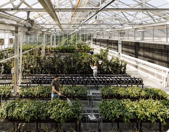 Researchers tending to rows of gene-edited plants inside a high-tech greenhouse at an agricultural biotechnology facility