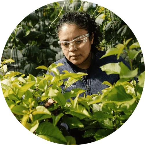 Researcher evaluating plant health as part of agricultural innovation work