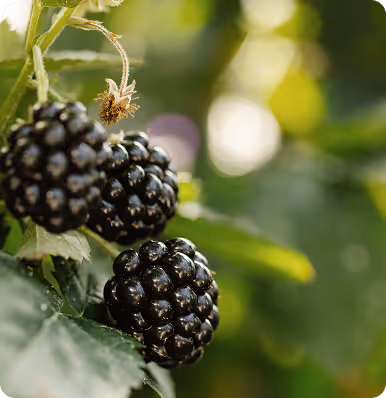 A closeup image of berries
